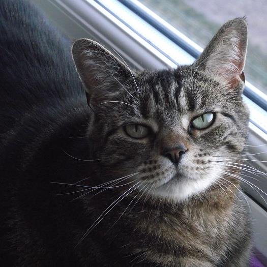 Author of Sebastian Furline: The Memoirs of a Captive Feral.  Loves eating, sleeping and living life to the full. Hates locked cat flaps.