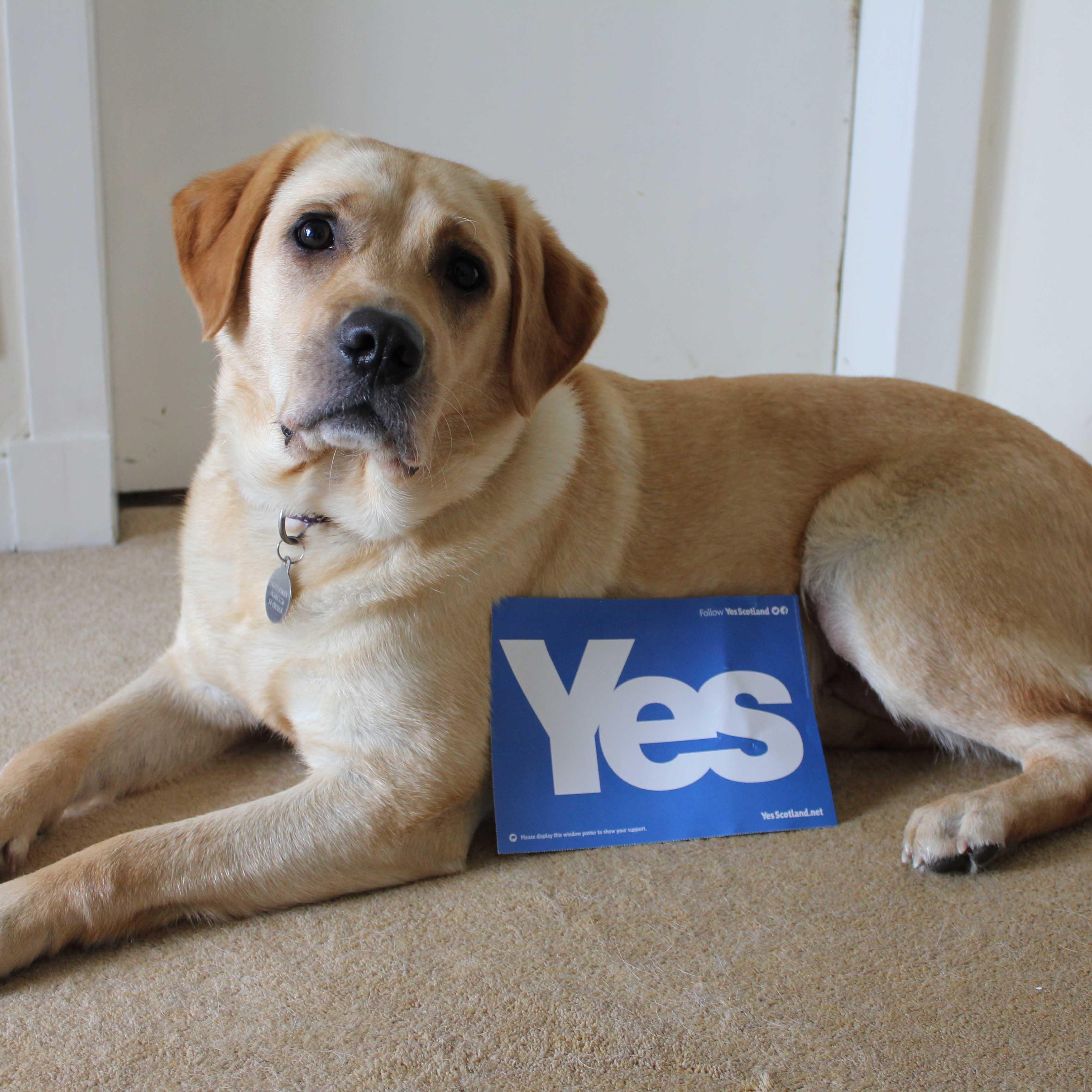 supporter of Scottish Independence #voteyes and the famous #HMFC the team for me