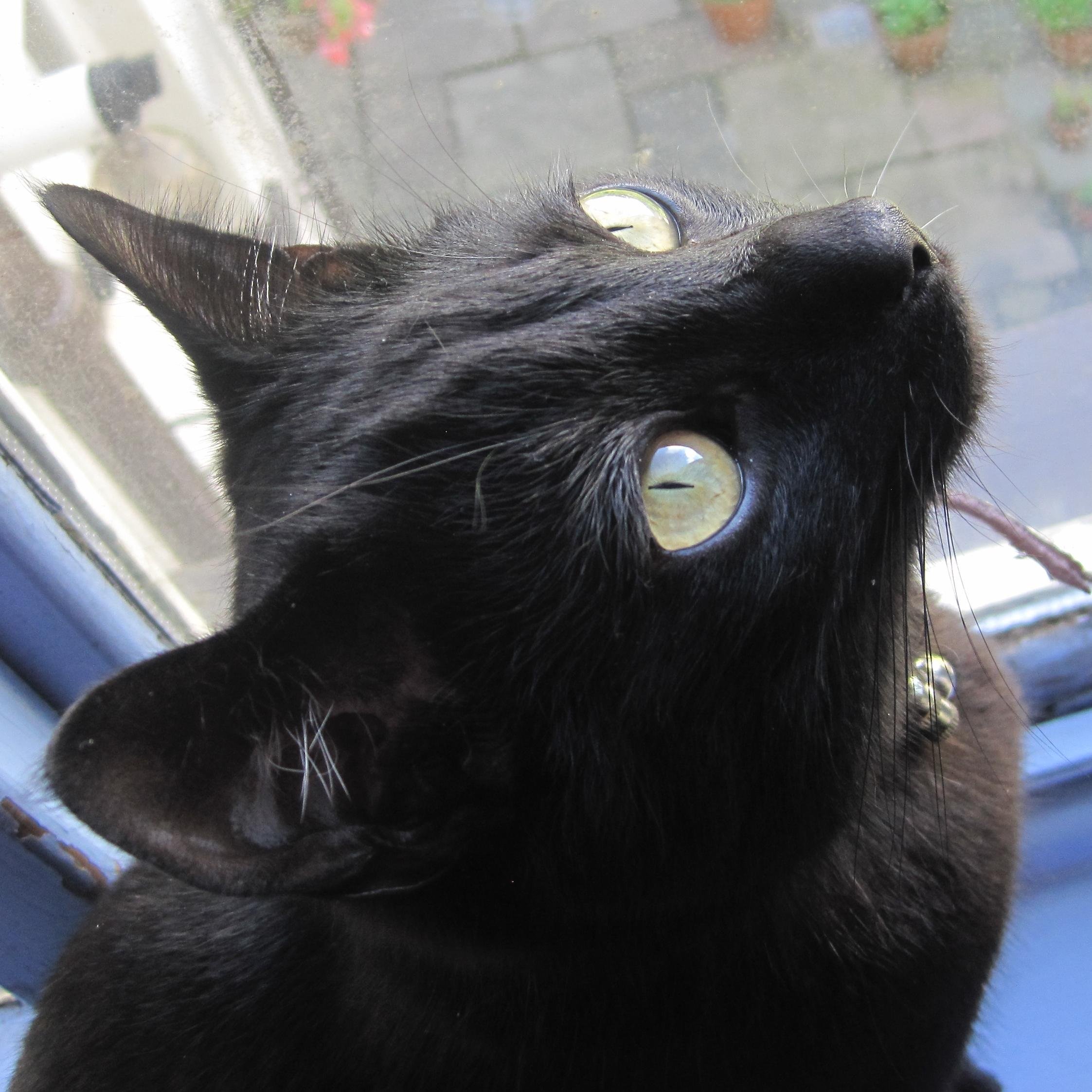 Stimmycat's profile picture. Anxious Autistic woman (she/her), aroace, slow processor, white, cis. I like the neurodiversity paradigm and cats!