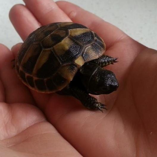 Hermann Tortoise - Life In The Slow Lane