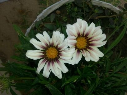 بكالوريوس ادارة اعمال جامعة الكويت
