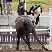 Zone 1 Intermediate 
I love ponies