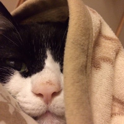 主なつぶやきは、愛猫(茶トラの虎次郎♂9歳)(茶トラの金三郎ｷﾝｻﾞﾌﾞﾛｳ♂3歳)＆ポケモンGO、時々家族。不慣れなため、無言フォロー＆いいねで失礼します(´ฅω•ฅ｀)ﾁﾗｯ