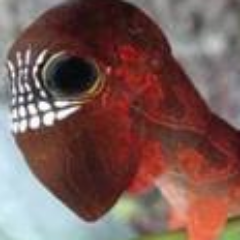 exmemoriam's profile picture. IT-generalist, PhD in attendance

@exmemoriam@mastodon.se

@exmemoriam.bsky.social