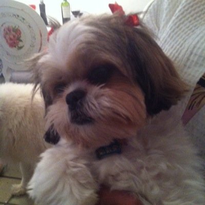 CelioTino's profile picture. 