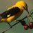omar77677's profile image