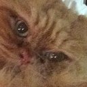 Bobby Chow - @bobbythec4t - Twitter