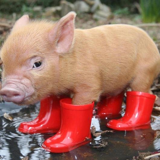 Flirt_Sometimes's profile picture. Flirt Sometimes.........
Dreams are the secret treasures of our souls, and would fly away like butterflies, if we set them free...