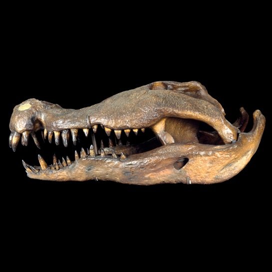 Updates from the @NHM_London fossil crocodylomorph collection by curator Lorna Steel.