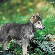 im Jace a wolf Single i live in the forest alone im looking for a family i no longer have one i was abandond[RP]