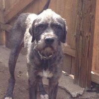 Bahamas Humane Soc (@bhumane242) 's Twitter Profile