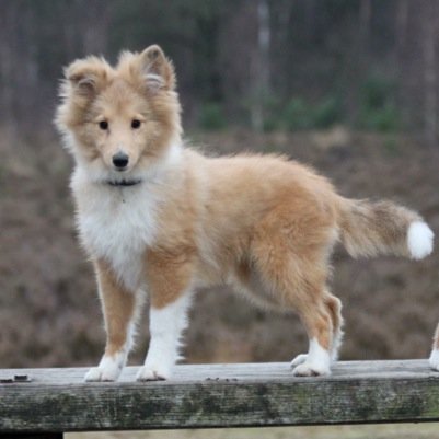 [Sheltland Sheepdog||Female||About 10 weeks old] [Owner: None]