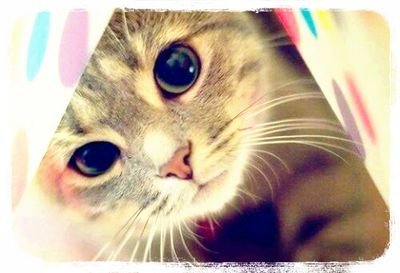 猫とアニメが好きです✩   アニメは特に物語シリーズ･ヘタリア･夏目友人帳が好きだけど、他にも好きなアニメはたくさんあります。あと、歌を聴くのも歌うのも好きです♪良かったらフォローしてください！