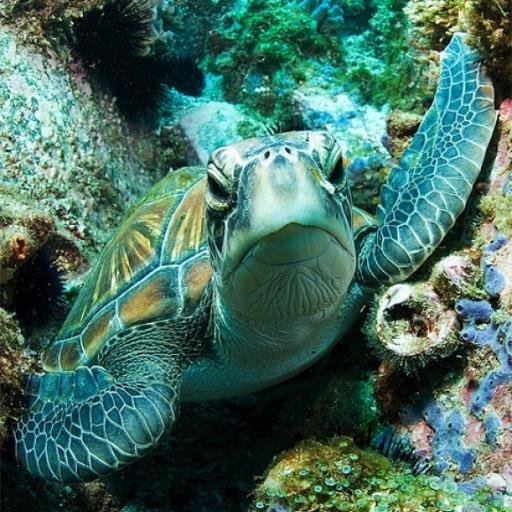 青い海、青い空、白い砂浜にいつも恋焦がれてます。行きたい場所がたくさんあるので、各地のテーマパーク情報をツイートしていきます。時々、要注意の気象情報もつぶやきますので、よかったらフォローしてみてください。ただいま、Twitterで使える無料の便利ツールをプレゼントしてます。よろしければ、こちらからどうぞ↓