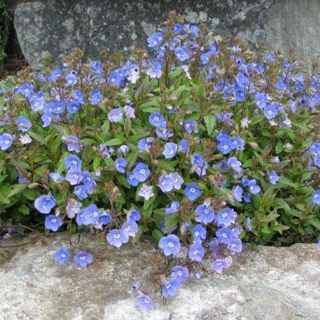 Tips, info, & #photography of #alpine, saxatile & low-growing #perennials. #rockgarden #alpinegarden