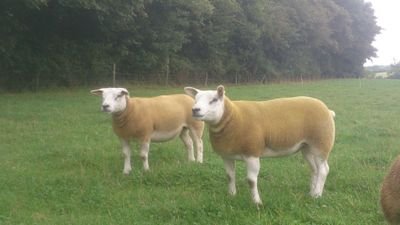 ianandrews7466's profile picture. I am married to Fiona and self employed work on a sheep farm and I have a flock of texel.