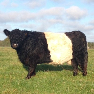 Purebred Belted Galloway cattle in Oldtown,Co.Dublin #BeltiesBreedBetterBeef