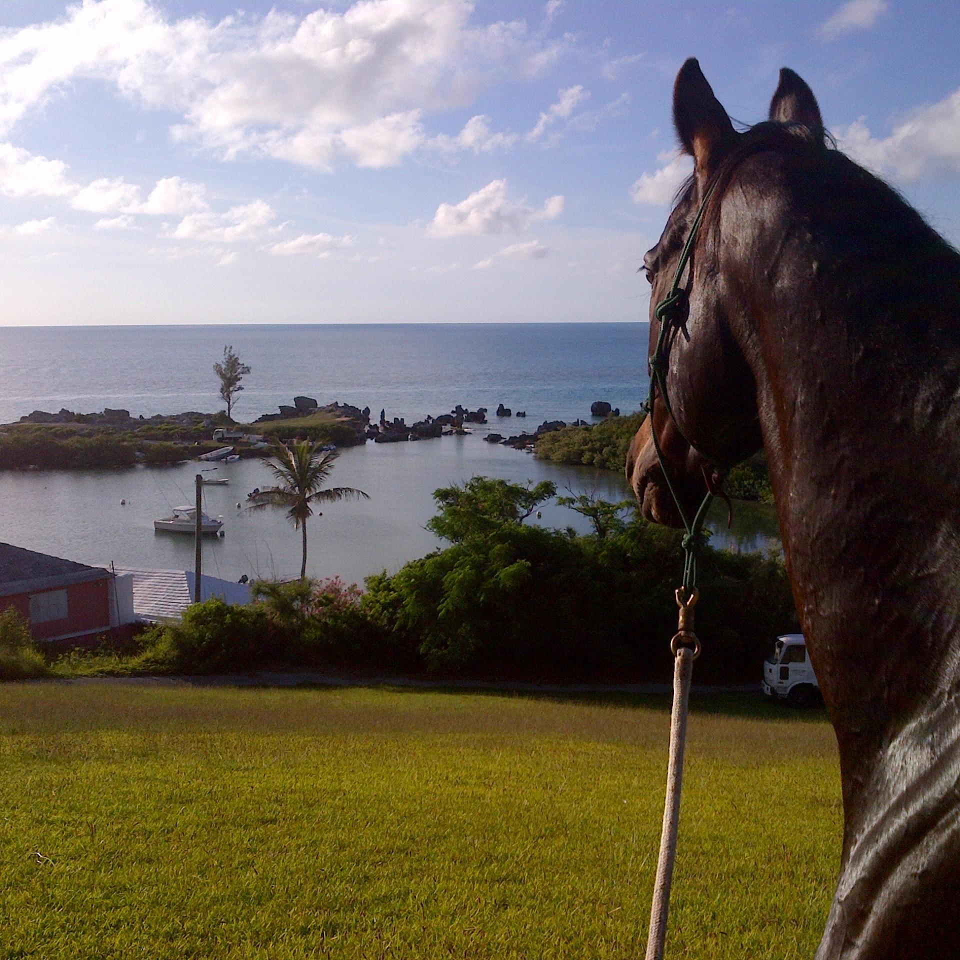 We offer riding lessons and guided personalized trail rides along Bermuda's northeast coast.