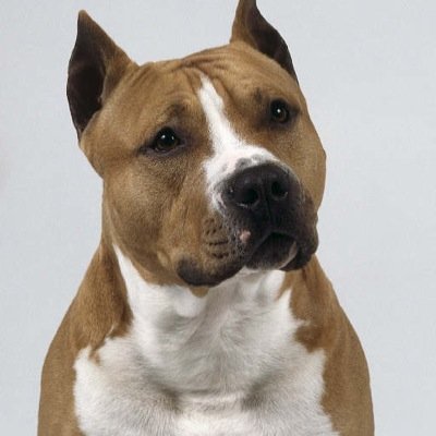 les animaux ne sont pas des jouets: ils ont besoin d'un grand jardin (chien,chat..)et beaucoup d'amour! il ne sont pas née pour être laisser dans la nature..