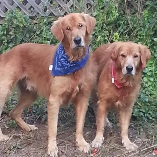 We are experts with your pets and we can provide services for your pet compatible with your schedule. We offer boarding, sitting and dog training.