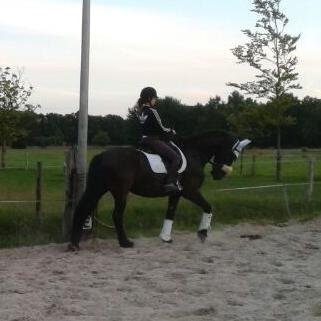 Equestrian.