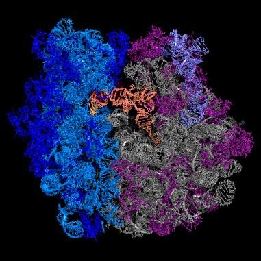 protein_builder's profile picture. With the help of Mr. Nucleus I promise to make amazing peptide bonds.