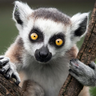 boorad's profile picture. @margelo_com
@jazz_tools
react-native-quick-crypto maintainer
mediocre golfer