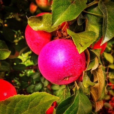 LocalGoodsCa's profile picture. 