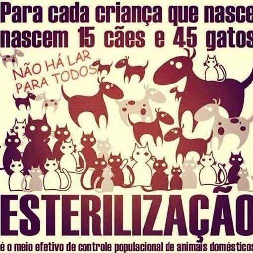 Amo os bichos e sou uma praticante ativa do C.E.D