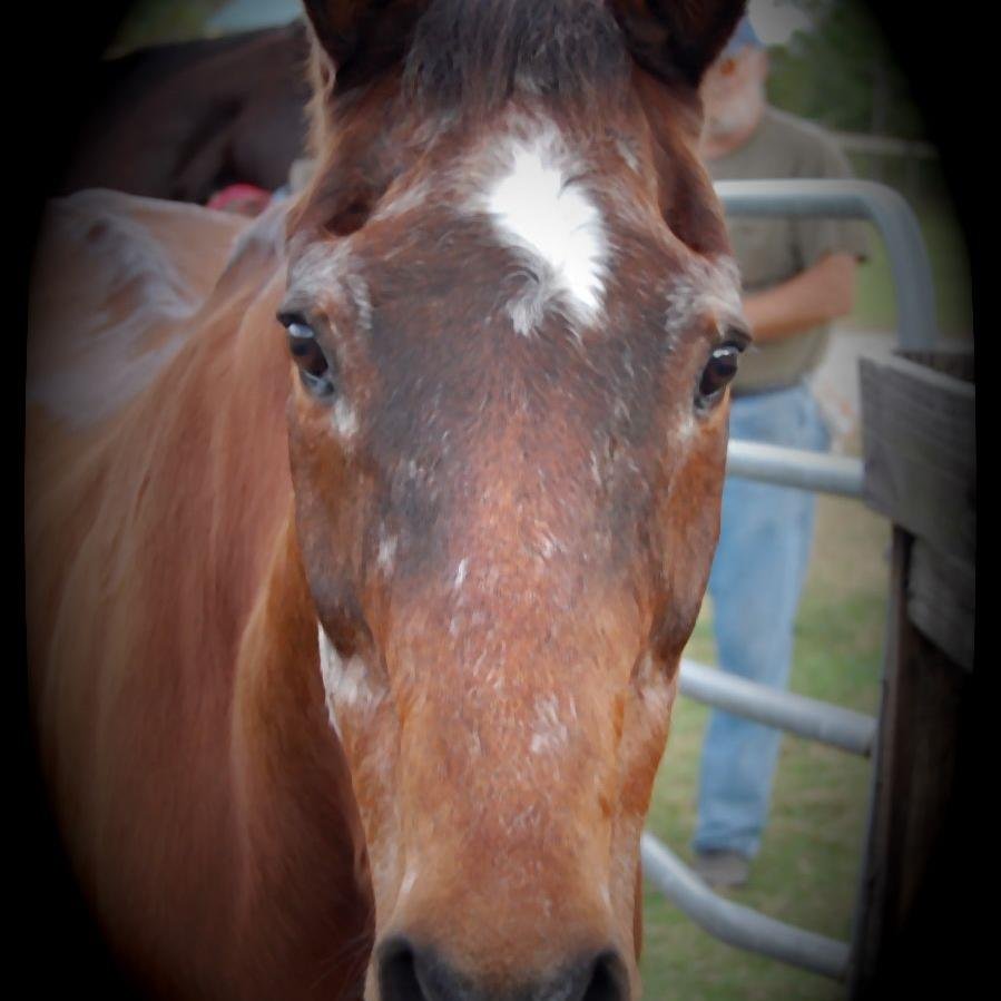 jwallace1001's profile picture. I have a love of horses. Took me 50+ years to get my first horse. Mature women rule! My family is very important to me. Broken Eyes - My manuscript completed.