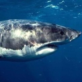 BruceSharkWRP's profile picture. i killed Erin. oops.