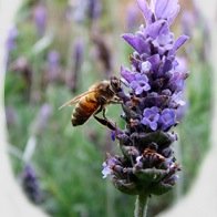 Our goal is to educate #beekeepers on the proper #beekeeping practices for the management of #honey #bees in a suburban environment.