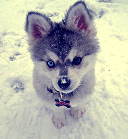 lost puppy looking for friends ~Male~ Rp/FL I bite but only when treated owner is @cjackisGONE and @BriannaisGONE