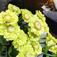 TriciaMflorals (@triciamflorals) 's Twitter Profile