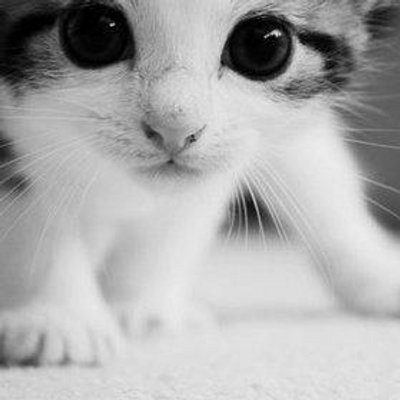 @MyLittleKitten_