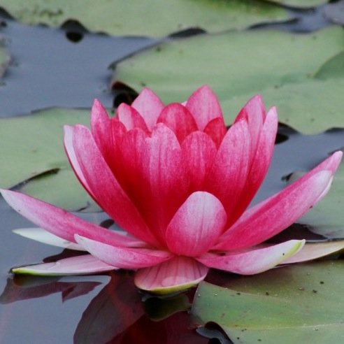 Inquiring into higher consciousness. Holistic opinions and quotes. Love stillness in natural beauty. Lifelong writer about metaphysics and behavioral sciences.