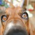 ldoggtiger (@ldoggtiger) Twitter profile photo