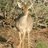 Dikdik Dimorfik (antelope, not gingerbread)