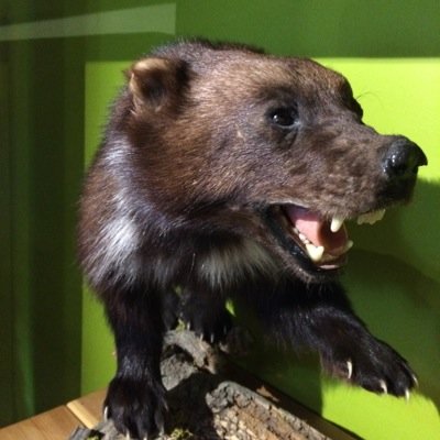 Heydoubled's profile picture. If our species were not so hell-bent on extinction, I might momentarily leave the stereo and go to a park or something. - Henry Rollins