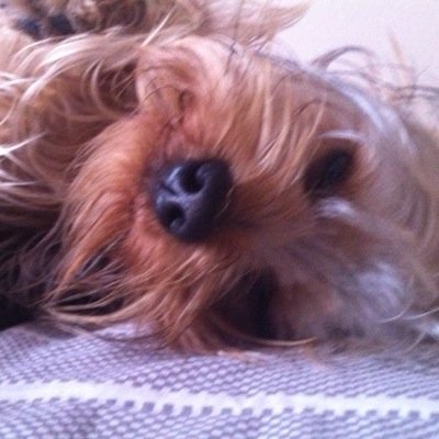 TRUMAN THE DOG