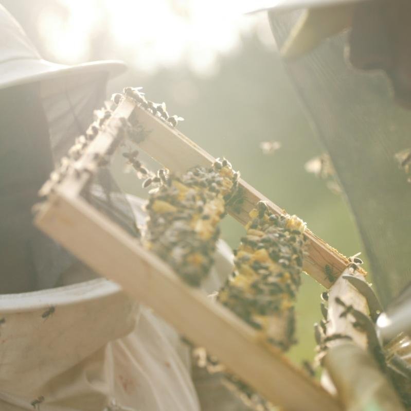 pasion por la apicultura