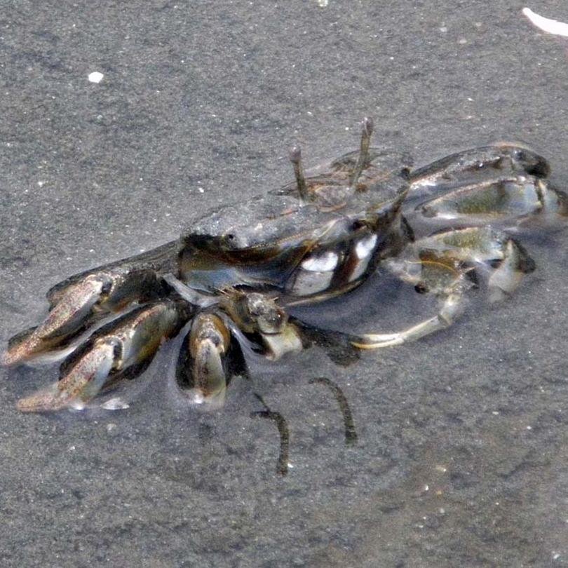 kawagokai's profile picture. 弦内、３じのおむつ