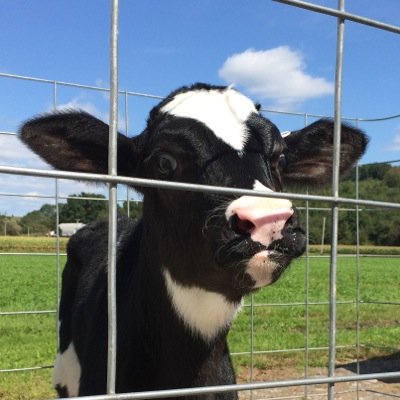 CurrieHolsteins's profile picture. Registered Holsteins