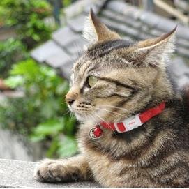 Nekono_Life's profile picture. 猫はいいなぁ・・猫になりたいって思ったことないですか？でも猫は猫で結構大変なんですww   少しだけ猫の世界を覗いてみましょう♪