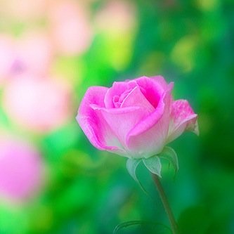 pipunyosuke's profile picture. カメラを持って全国を飛び回っています。instagram pipunyosuke