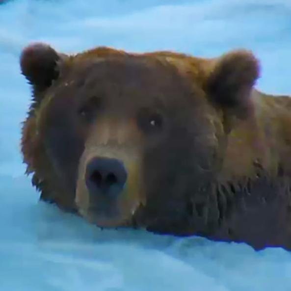 Love the bears and our beautiful universe