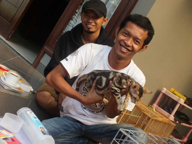 Saya adalah brawal dari pecinta kucing dan akhirnya saya masuk dalam sebuah organisasi kucing di indonesia.