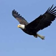 CHSgoeagles's profile picture. 
