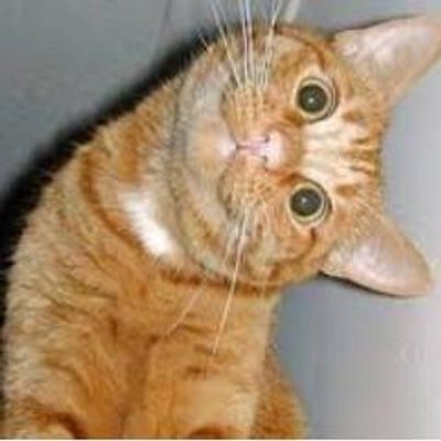猫のオモシロ癒し動画 Cats Movie Twitter