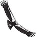 The Condor (@condorjournal) Twitter profile photo